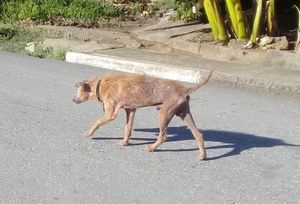 Ley de Bienestar Animal en Cuba, otro documento al fondo de las gavetas